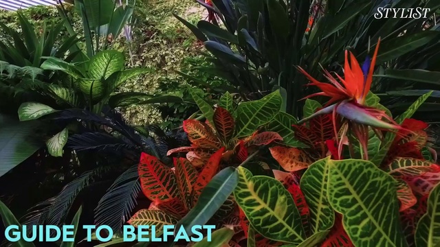 Video Reference: Flower, Plant, Terrestrial plant, Vegetation, Ti plant, Botany, Arrowroot family, Flowering plant, Leaf, Houseplant