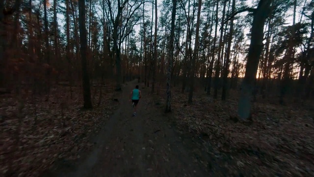 Video Reference: Woodland, Trail, Forest, Tree, Nature, Natural environment, Wilderness, Biome, Nature reserve, State park