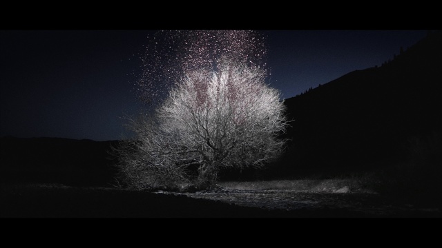 Video Reference: Sky, Black, Nature, Tree, Darkness, Atmospheric phenomenon, Black-and-white, Light, Natural landscape, Atmosphere
