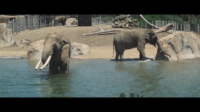 Video Reference: elephant, elephants and mammoths, wildlife, indian elephant, fauna, african elephant, terrestrial animal, zoo, tusk, organism, Person