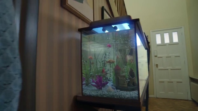 Video Reference: Aquarium, Glass, Lighting, Freshwater aquarium, Interior design, Room, Window, House, Door