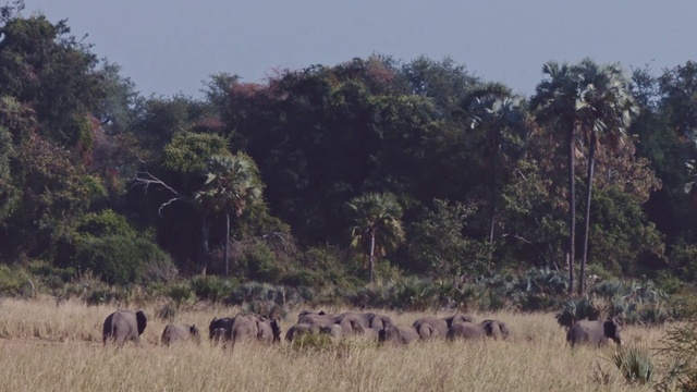 Video Reference: Herd, Wildlife, Savanna, Terrestrial animal, Nature reserve, Animal migration, Safari, Grassland, Shrubland, Plant community