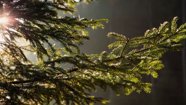 Video Reference: Tree, Branch, Nature, Vegetation, Sky, Woody plant, Plant, Twig, Botany, Evergreen