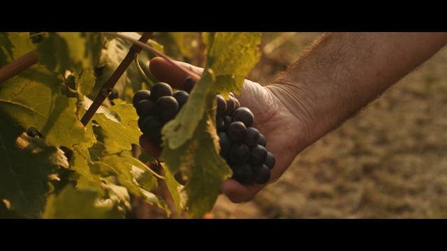 Video Reference: grape, grapevine family, agriculture, plant, vitis, sunlight, fruit, tree, grass, produce