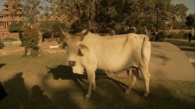 Video Reference: cattle like mammal, dairy cow, dairy, horn, pasture, ox, grazing, cow goat family, livestock, grass