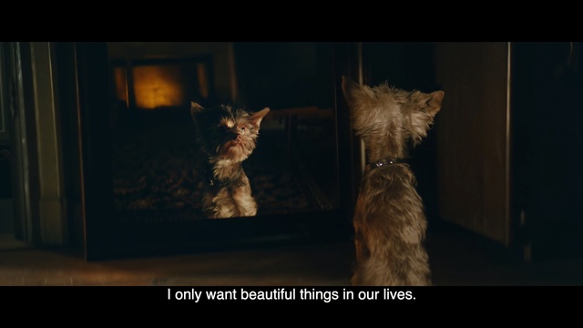 Video Reference: mammal, darkness, fauna, screenshot, cat, night, small to medium sized cats, whiskers, organism, midnight