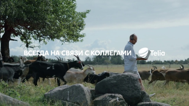 Video Reference: Vertebrate, Bovine, Mammal, Herd, Pasture, Cow-goat family, Livestock, Rural area, Working animal, Dairy cow, Person, Cow, Outdoor, Grass, Cattle, Field, Standing, Man, Group, Grazing, Grassy, Green, Large, Walking, White, People, Eating, Water, Enclosure, Animal, Goat, Sheep