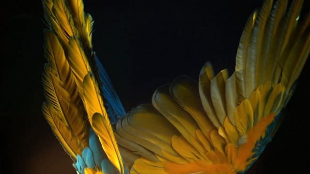 Video Reference: yellow, feather, flora, close up, macaw, macro photography, flower, beak, wing, petal