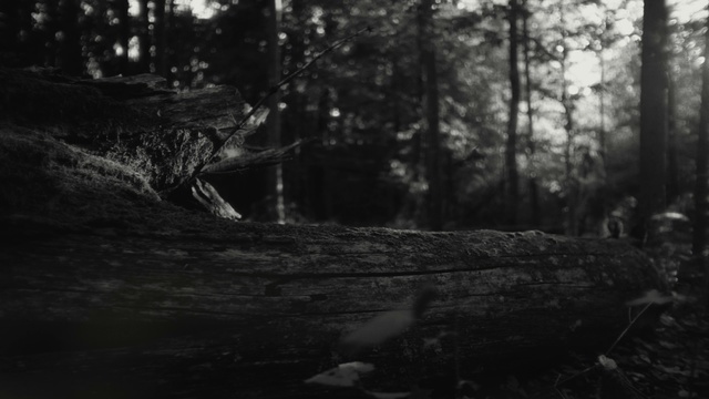 Video Reference: Nature, Black, Tree, Black-and-white, Monochrome photography, Natural environment, Forest, Monochrome, Woodland, Old-growth forest