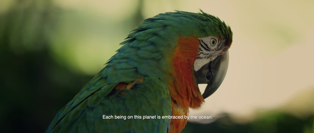 Video Reference: Bird, Vertebrate, Beak, Macaw, Parrot, Close-up, Parakeet, Perico, Wing, Adaptation