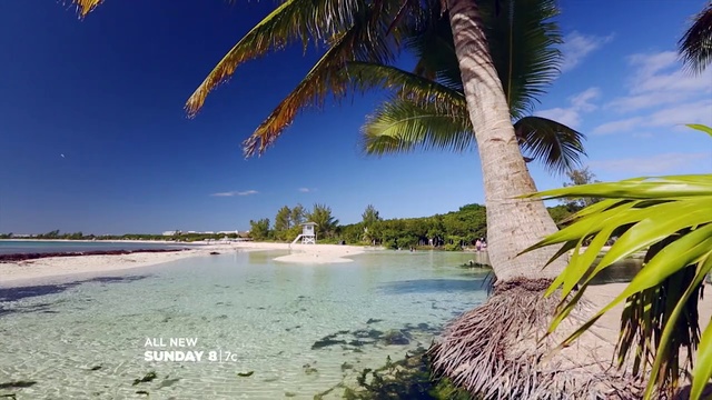Video Reference: Tree, Nature, Tropics, Palm tree, Sky, Shore, Natural landscape, Caribbean, Arecales, Beach