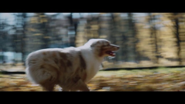 Video Reference: Mammal, Vertebrate, Dog, Canidae, Dog breed, Australian shepherd, Carnivore, Miniature australian shepherd, Sporting Group