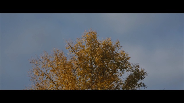 Video Reference: Tree, Sky, Nature, Leaf, Branch, Yellow, Daytime, Woody plant, Atmospheric phenomenon, Natural landscape