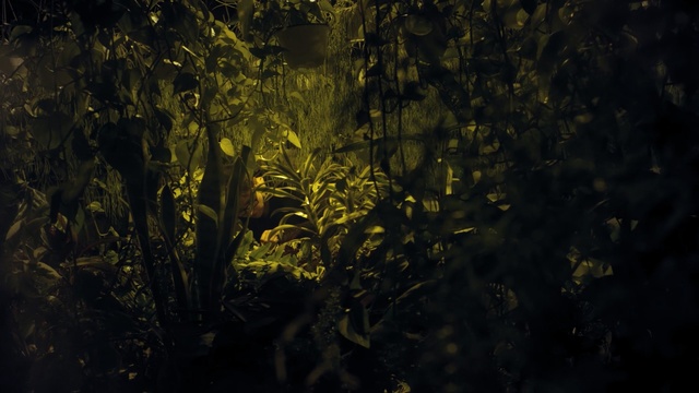 Video Reference: Black, Nature, Vegetation, Green, Yellow, Light, Tree, Night, Water, Leaf