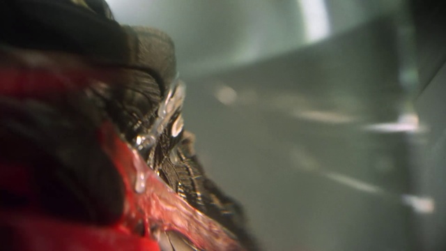 Video Reference: Organism, Close-up, Photography, Macro photography, Flesh, Automotive window part