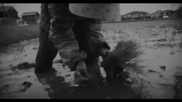Video Reference: photograph, black, black and white, monochrome photography, water, mammal, vertebrate, mode of transport, photography, snapshot