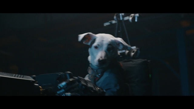 Video Reference: Mammal, Vertebrate, Dog breed, Dog, Canidae, Carnivore, Non-Sporting Group, Snout, American pit bull terrier, Bull terrier