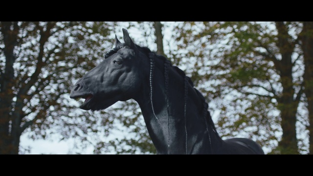 Video Reference: Horse, Vertebrate, Mammal, Hair, Mane, Head, Stallion, Mustang horse, Snout, Statue