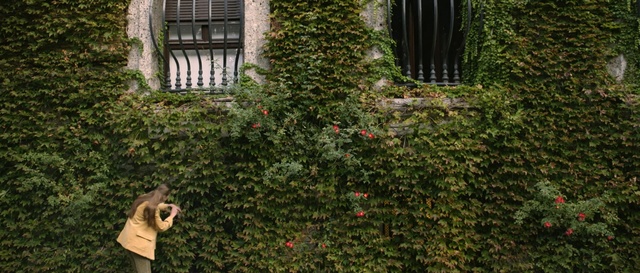 Video Reference: plant, tree, shrub, grass, biome, flower, facade, branch, evergreen, garden