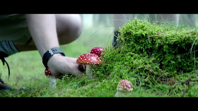 Video Reference: nature, grass, plant, leaf, lawn, tree, grass family, fun, girl