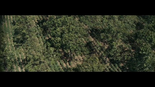 Video Reference: vegetation, green, ecosystem, forest, tree, nature reserve, grass, jungle, rainforest, woodland