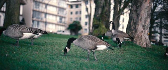 Video Reference: Bird, Vertebrate, Canada goose, Beak, Water bird, Goose, Ducks, geese and swans, Duck, Waterfowl, Grass