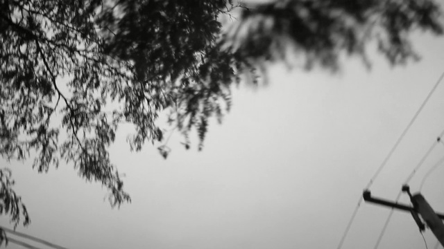 Video Reference: White, Black, Photograph, Black-and-white, Monochrome photography, Sky, Monochrome, Tree, Atmospheric phenomenon, Water