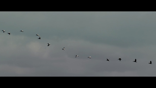Video Reference: sky, flock, bird migration, atmosphere, animal migration, morning, bird, mist, cloud, daytime