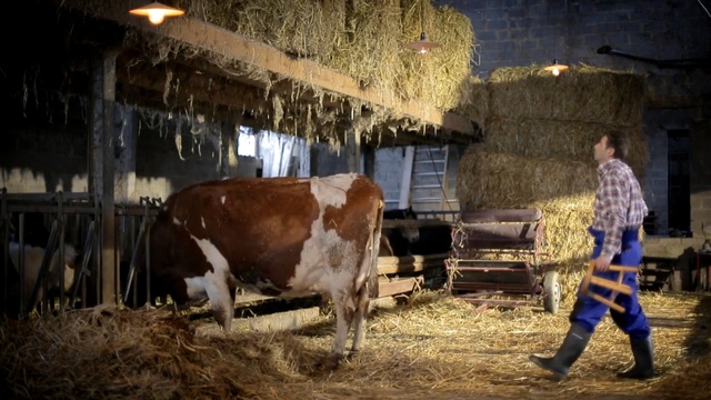 Video Reference: Bovine, Mammal, Dairy cow, Dairy, Cow-goat family, Livestock, Stable, Ox, Pack animal