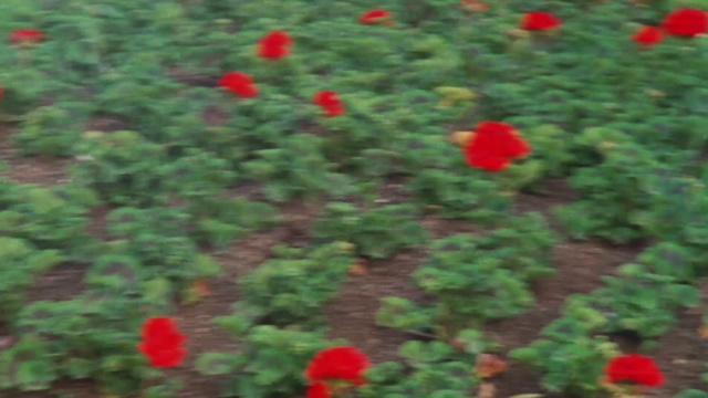 Video Reference: Flower, Vegetation, Plant, Green, Red, Leaf, Coquelicot, Shrub, Biome, Wildflower