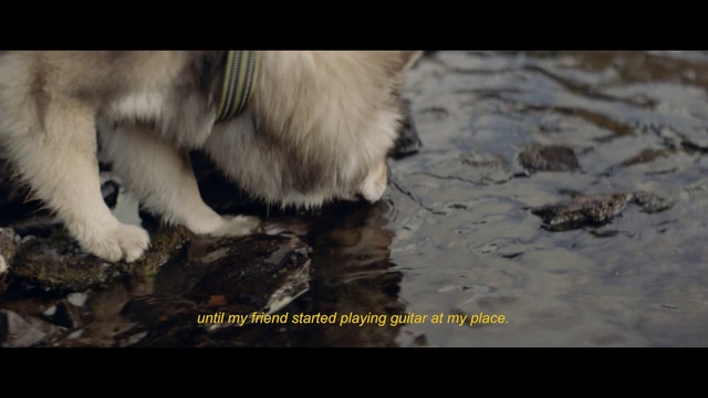 Video Reference: Mammal, Canidae, Dog breed, Dog, Carnivore, Fur, Wildlife, Alaskan malamute, Spitz, Pomeranian