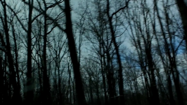 Video Reference: forest, nature, sky, woodland, tree, ecosystem, branch, atmosphere, black and white, darkness