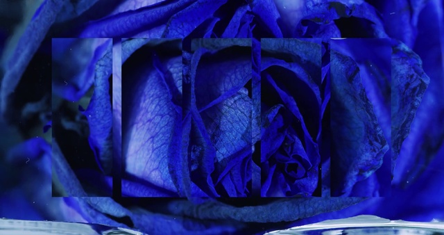 Video Reference: Blue, Cobalt blue, Electric blue, Rose, Purple, Rose family, Violet, Flower, Rose order, Blue rose