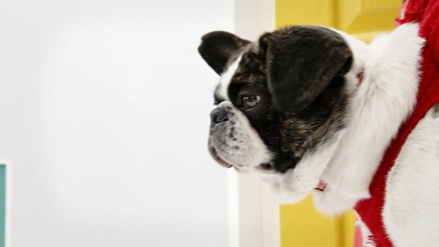 Video Reference: dog, dog like mammal, dog breed, vertebrate, snout, bulldog, carnivoran, french bulldog, companion dog, toy bulldog