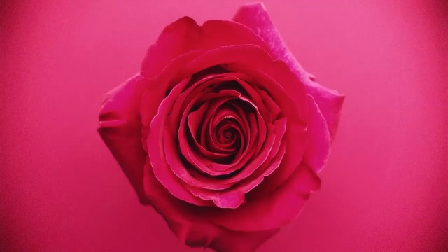 Video Reference: rose, shrub, petal, flower, plant, love, valentine, romance, gift, floral, blossom, roses, anniversary, pink, leaf, bouquet, petals, flora, close, Person