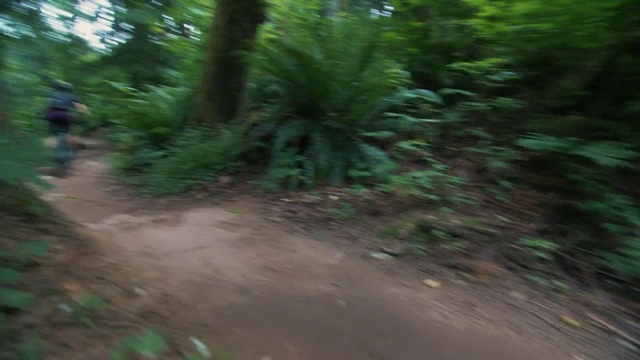 Video Reference: Trail, Dirt road, Jungle, Vegetation, Natural environment, Forest, Woodland, Nature reserve, Biome, Vehicle