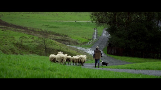 Video Reference: herd, grassland, sheep, pasture, nature, sheep, grazing, green, field, grass, Person