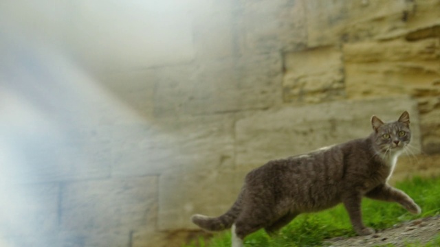 Video Reference: Cat, Mammal, Vertebrate, Small to medium-sized cats, Felidae, Carnivore, Whiskers, Domestic short-haired cat, Wild cat, European shorthair