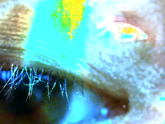 Video Reference: underwater, marine biology, water, organism, close up, coral, macro photography, marine invertebrates, computer wallpaper, reef, Person