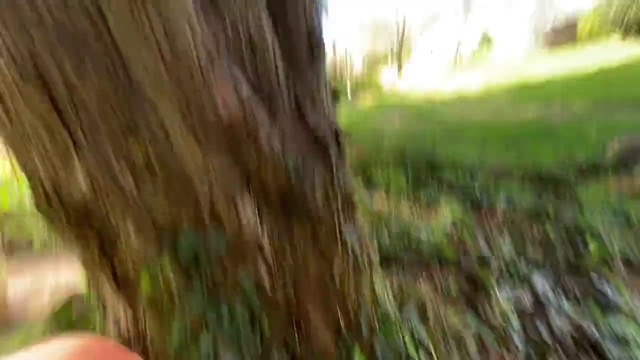 Video Reference: Nature, Green, Hair, Tree, Grass, Leaf, Natural environment, Woodland, Trunk, Sunlight