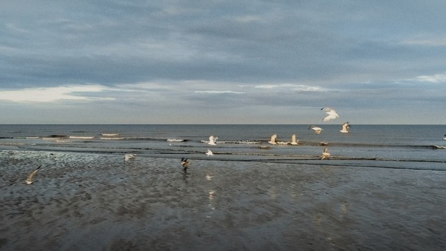 Video Reference: Sea, Sky, Ocean, Beach, Coast, Shore, Natural environment, Horizon, Mudflat, Tide