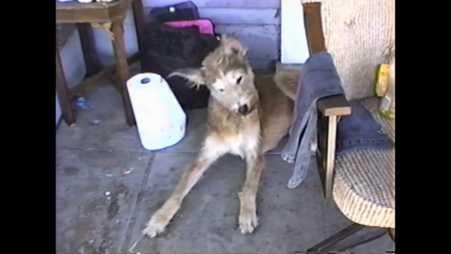 Video Reference: dog, dog like mammal, mammal, dog breed, dog breed group, borzoi, carnivoran, animal sports, saluki, sporting group, Person