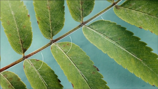 Video Reference: Leaf, Plant, Tree, Flower, Woody plant, Flowering plant, Plant stem, Laurel family