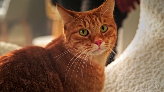 Video Reference: Cat, Mammal, Vertebrate, Whiskers, Small to medium-sized cats, Felidae, Tabby cat, Carnivore, European shorthair, Arabian mau