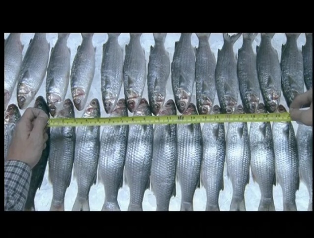 Video Reference: fish, sardine, herring, mackerel, Person
