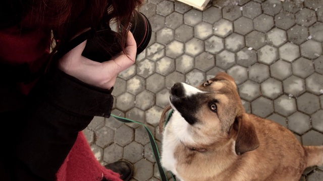 Video Reference: Dog, Canidae, Dog breed, Snout, Nose, Carnivore, Companion dog, Puppy love, Fawn, Fur