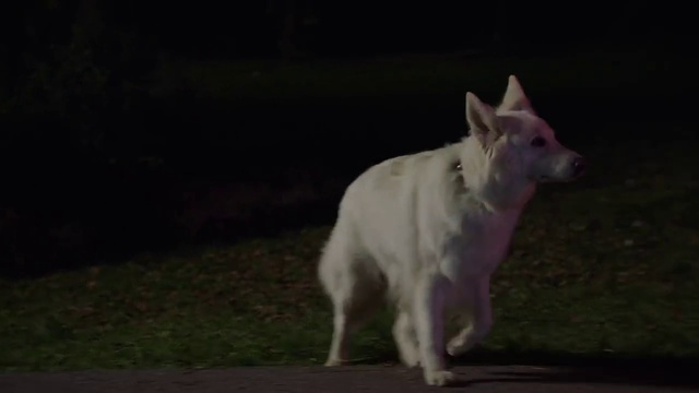 Video Reference: Mammal, Vertebrate, Dog, Canidae, Dog breed, White shepherd, Berger blanc suisse, Carnivore