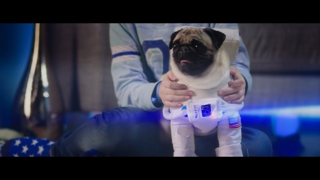 Video Reference: pug, dog, blue, dog like mammal, dog breed, mammal, vertebrate, snapshot, carnivoran, fun