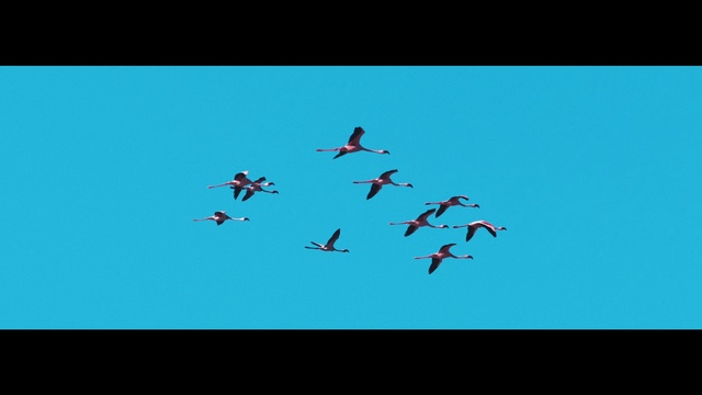 Video Reference: Blue, Turquoise, Teal, Flock, Sky, Bird, Font, Wing, Bird migration
