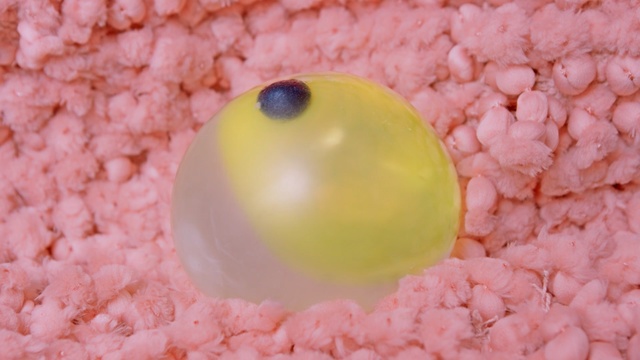 Video Reference: pink, close up, macro photography, sweetness, Person